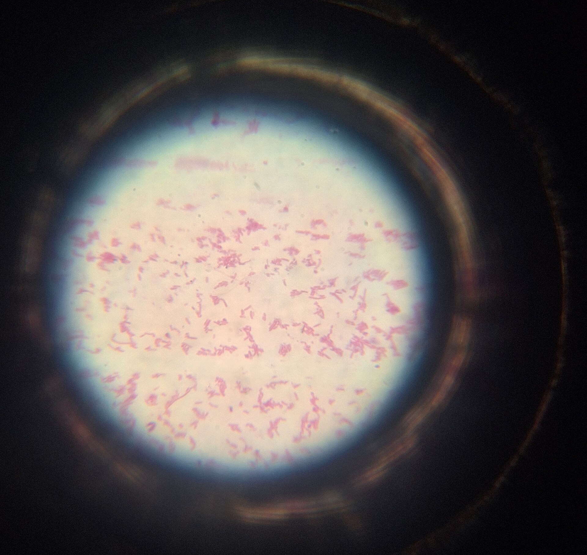 Grote foto van bacteriën onder een microscoop