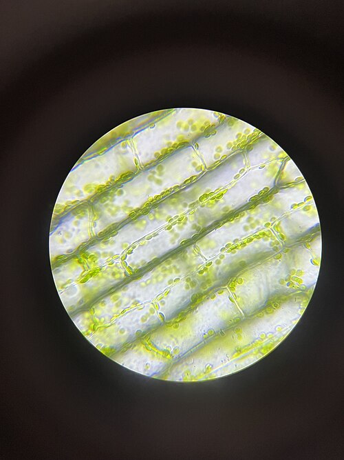 Plantencellen onder een microscoop